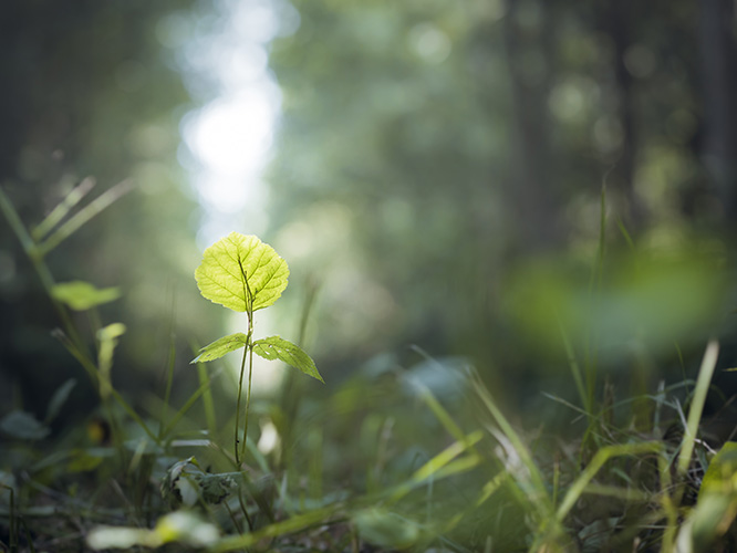Grozen-Photographe-Ecologique